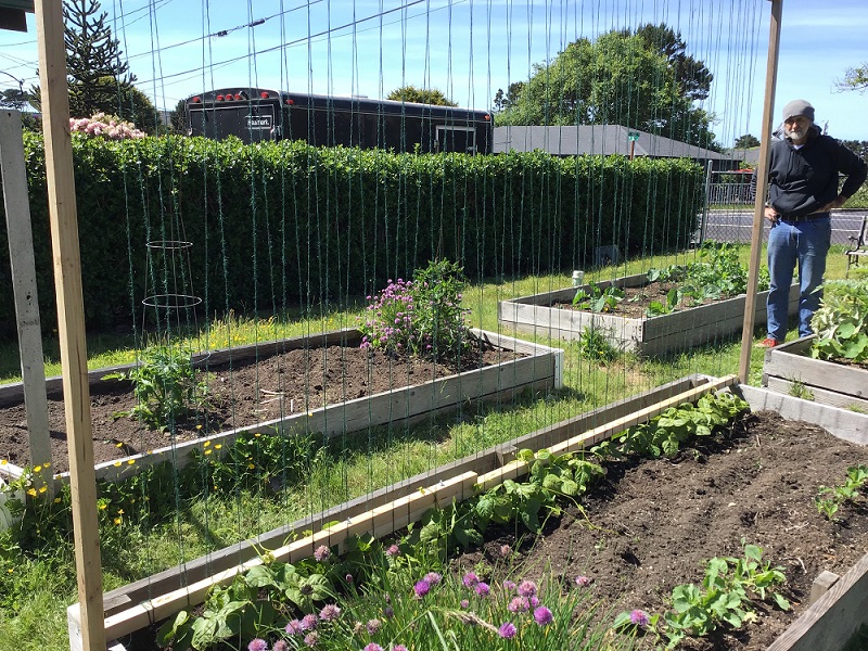 Bean Trellis Complete
