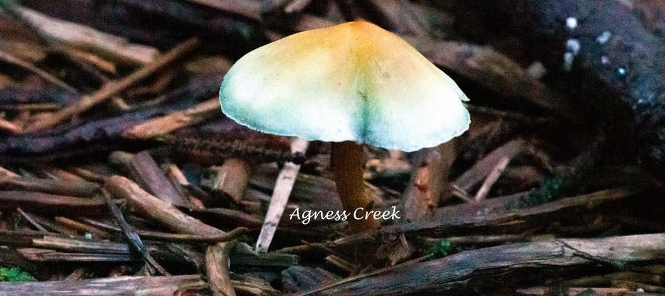 Agnes Creek Mushroom banner